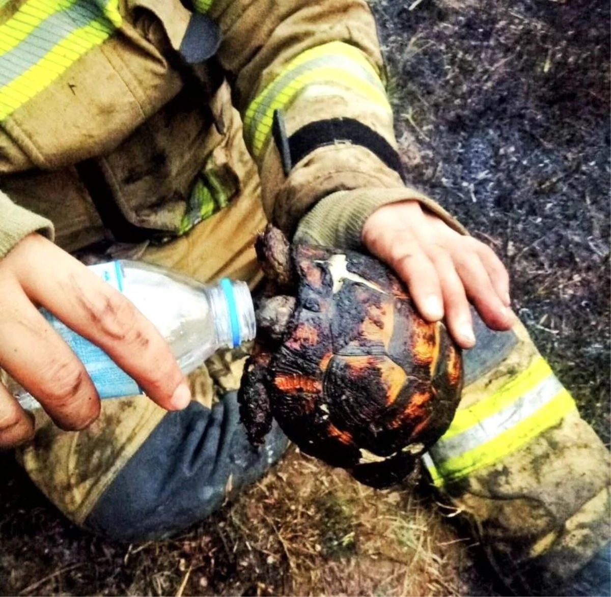 Son dakika haberi: Bursa\'da yangının ortasında kalan kaplumbağayı itfaiye ekipleri kurtardı, su ile susuzluğunu giderdiler