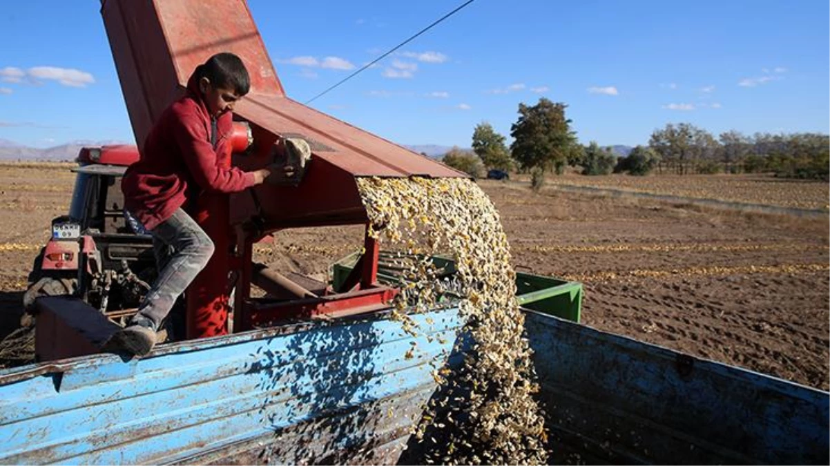 Çerezlik kabak çekirdeğindeki rekolte ve fiyat üreticinin yüzünü güldüürdü