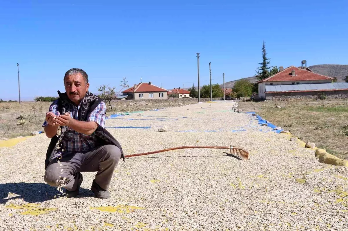 Son dakika haber! Günyüzü sokaklarında kabak çekirdeği seli