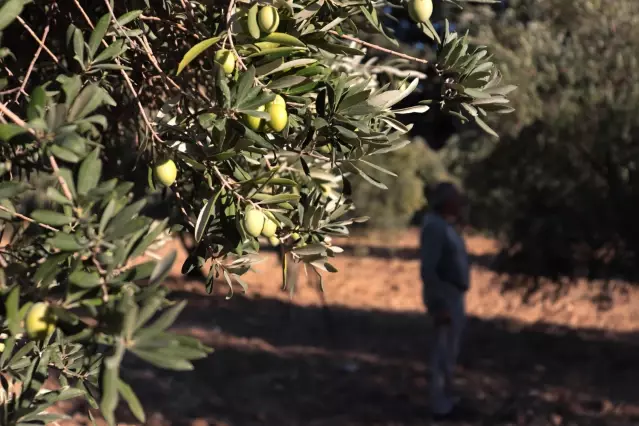 Zeytin ve zeytinyağında yüksek rekolte beklentisi üreticiyi sevindirdi Zeytin ve zeytinyağında yüksek rekolte beklentisi üreticiyi sevindirdi
