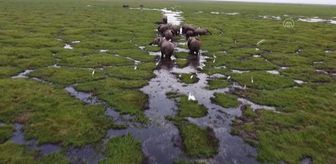 Kenya'da bebek fil sayısında patlama yaşandı