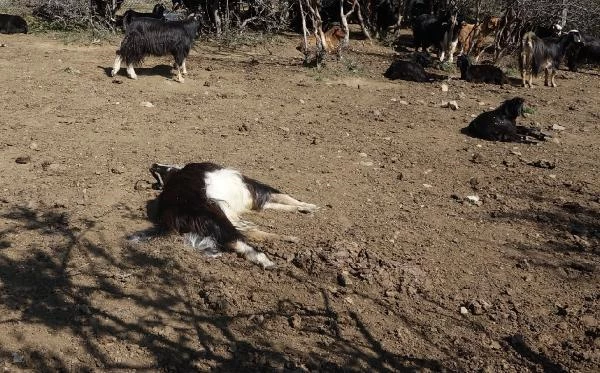 Talihsiz kadın, kurt sürüsünün telef ettiği keçilerinin başında ağladı: Daha borçlarını bile verememiştik