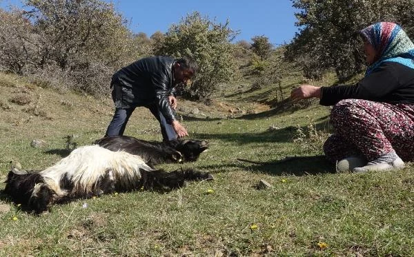 Talihsiz kadın, kurt sürüsünün telef ettiği keçilerinin başında ağladı: Daha borçlarını bile verememiştik