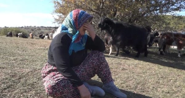 Talihsiz kadın, kurt sürüsünün saldırdığı keçilerinin başında ağladı: Daha borçlarını bile verememiştik