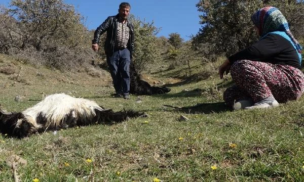 Talihsiz kadın, kurt sürüsünün telef ettiği keçilerinin başında ağladı: Daha borçlarını bile verememiştik