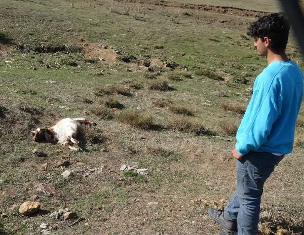 Talihsiz kadın, kurt sürüsünün telef ettiği keçilerinin başında ağladı: Daha borçlarını bile verememiştik