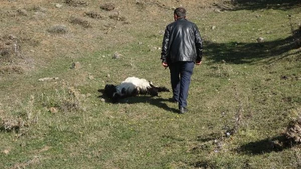 Talihsiz kadın, kurt sürüsünün telef ettiği keçilerinin başında ağladı: Daha borçlarını bile verememiştik