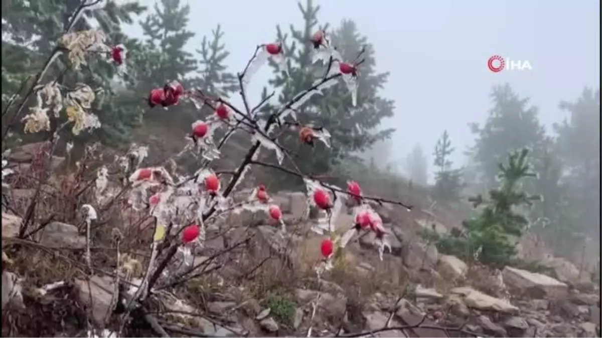 Sarıkamış buz kesti, ağaçlar kırağı tuttu