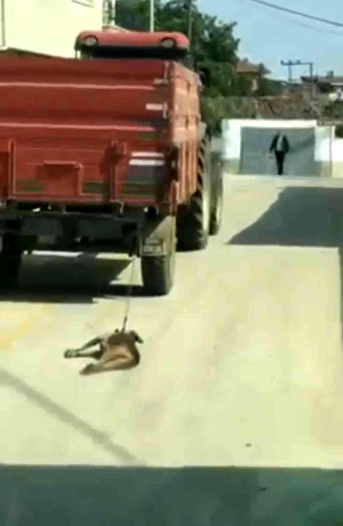 Traktörün arkasına bağlanan köpek metrelerce sürüklendi