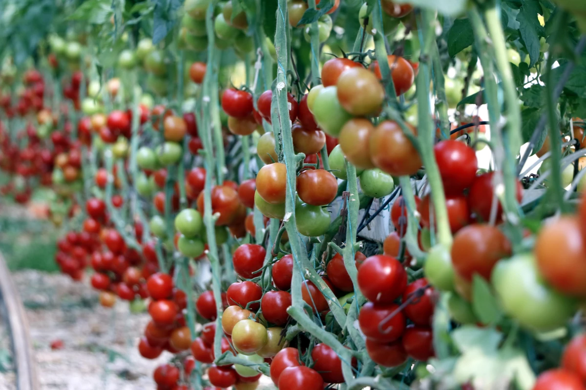 Türkiye\'den 9 ayda 264 milyon 771 bin dolarlık domates ihracatı