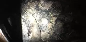 Yüksek gerilim hattına çıkan porsuk, orman yangınına neden oldu