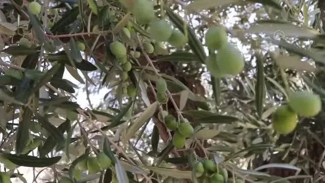 Zeytin ve zeytinyağında yüksek rekolte beklentisi üreticiyi sevindirdi