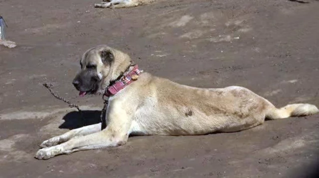 Kangal köpeklerine talep yağıyor! Yurt dışına 50 bin dolardan, yurt içine 300 bin liradan satılıyor