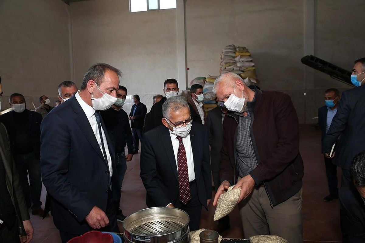 Erciyes\'in Eteklerinde Kabak Çekirdeği Hasadı