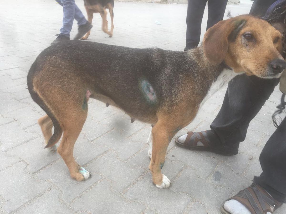Tekirdağ\'da traktör arkasına bağlanan köpeğin sürüklenmesi