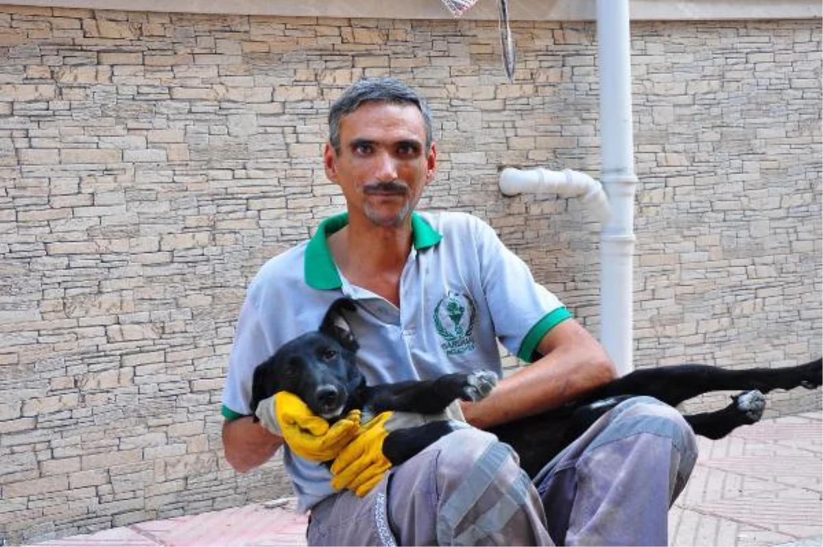 The stray dog ??never leaves the sanitation worker\'s side for a moment