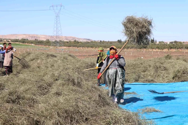 Türkiye'nin nane deposu Nizip'te hasat sürüyor