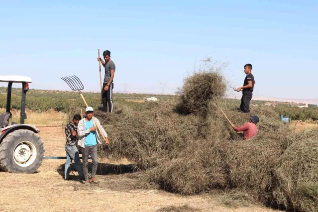 Türkiye'nin nane deposu Nizip'te hasat sürüyor
