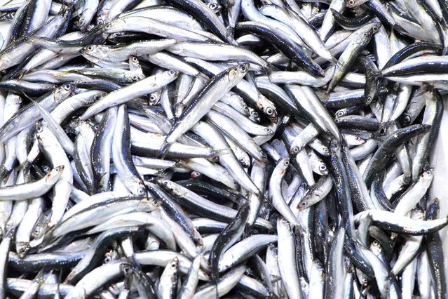 1 hafta önce 40 TL satılan hamsi 15 TL'ye kadar düştü