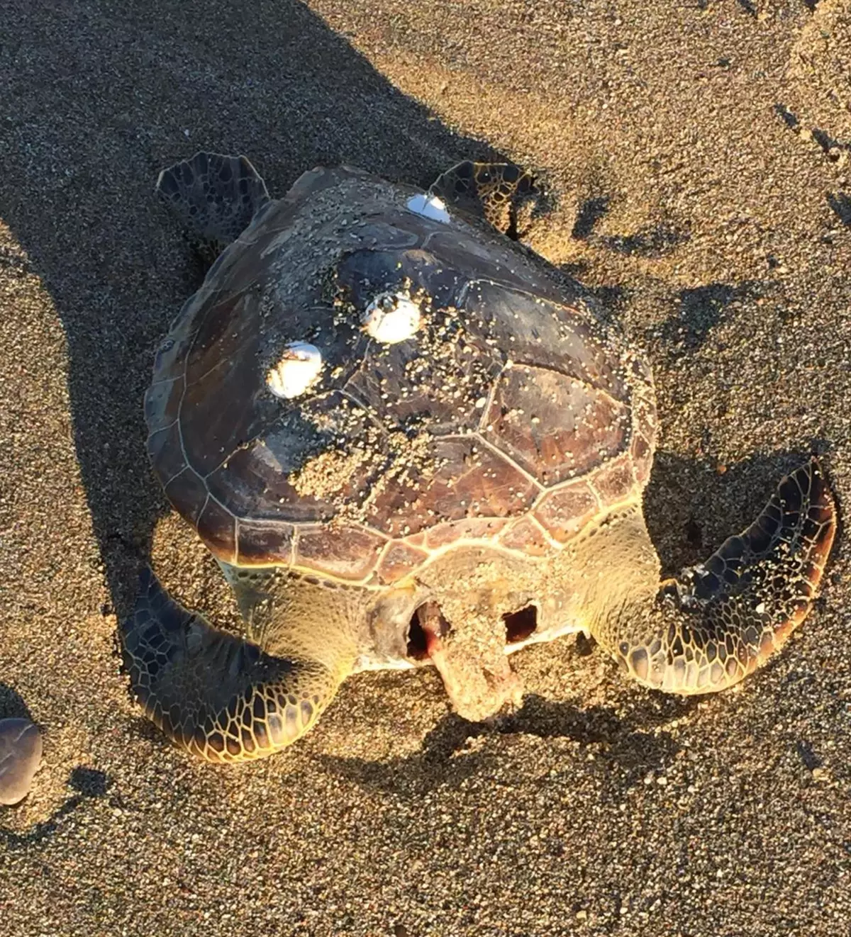 Alanya\'da 4 caretta caretta ölüsü kıyıya vurdu