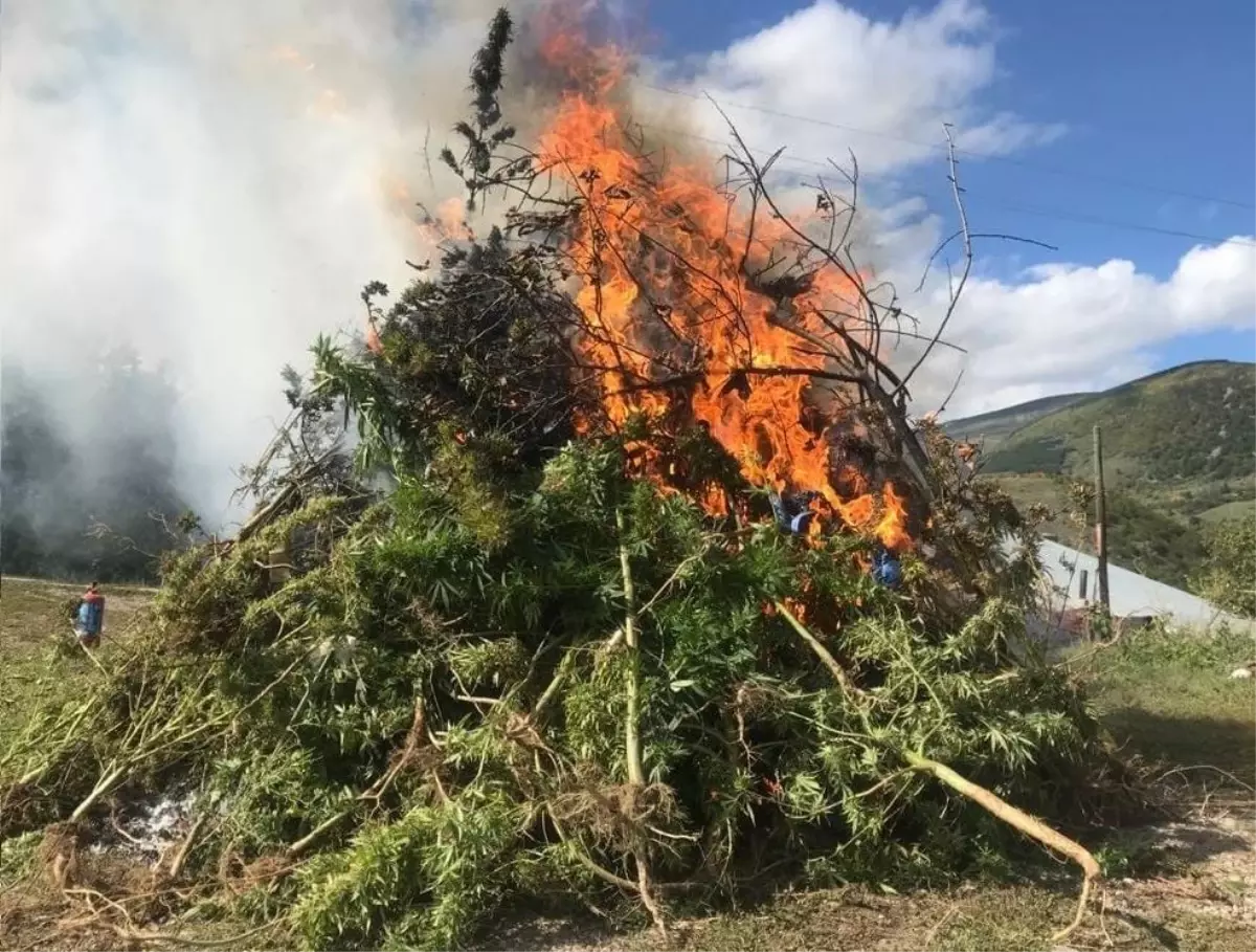 Ardahan\'da 11 bin 812 kök keneviri imha edildi