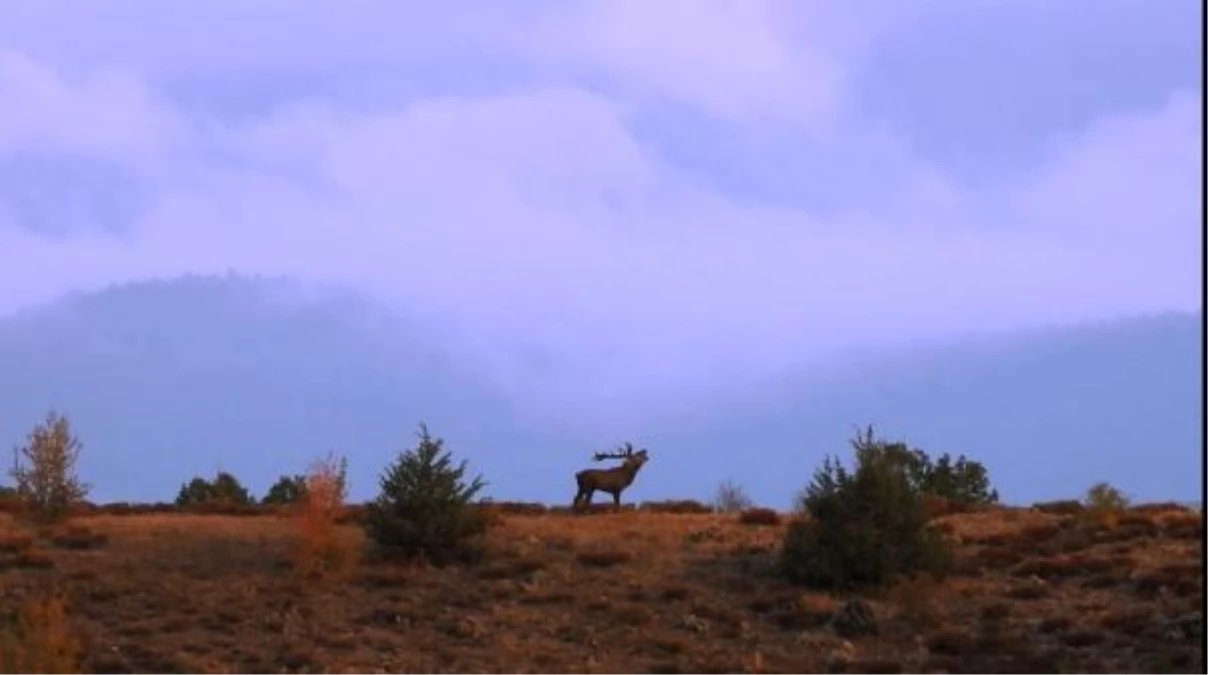 Son dakika haberi: Bakan Varank, Ankara ormanlarında kızıl geyikleri gözlemledi