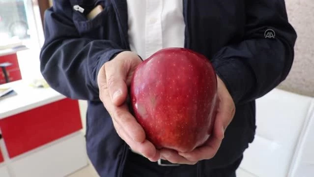 Bir bahçede 766 gramlık elma yetişti