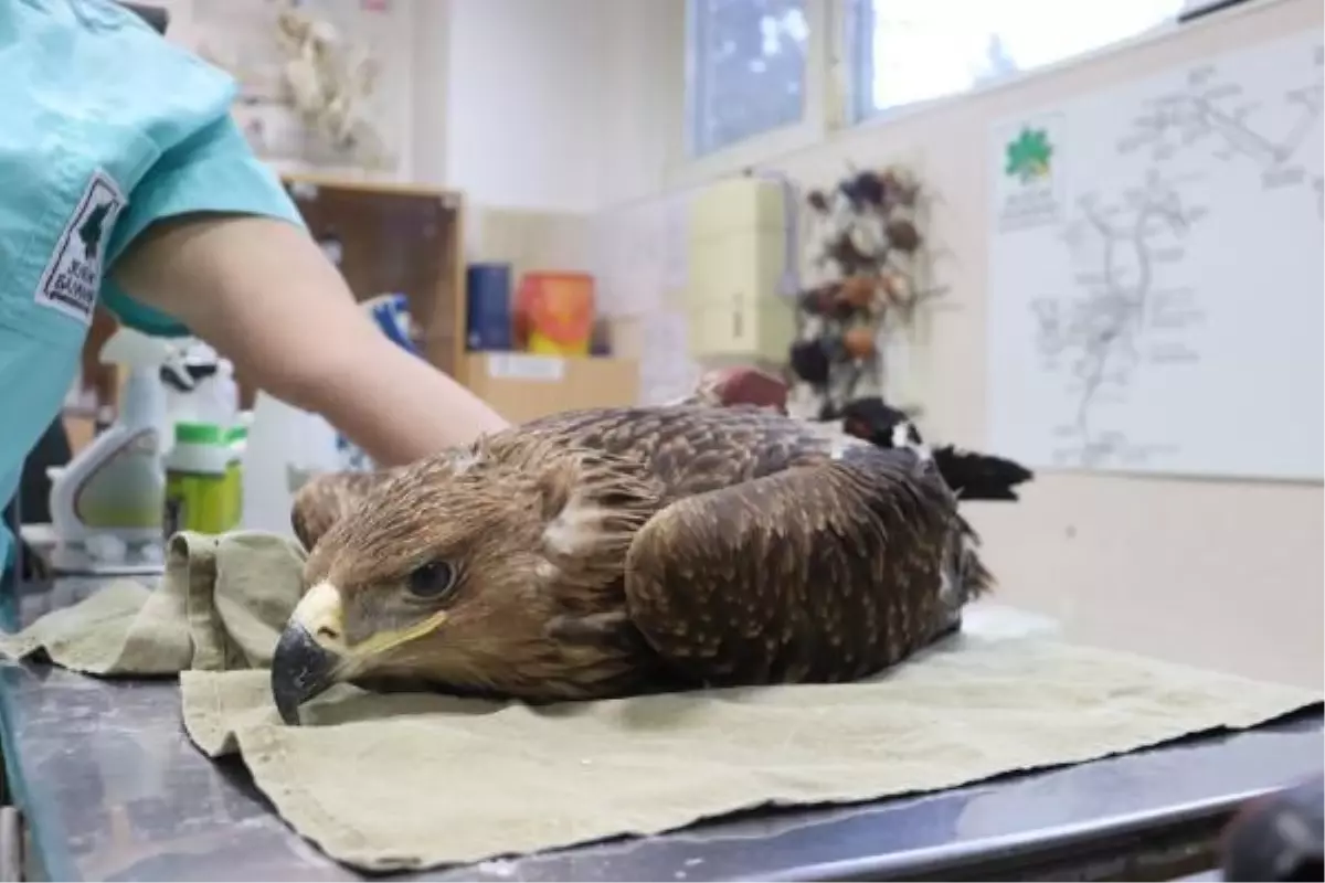 Bulgaristan\'da uydu vericisi takılan şah kartal, Ankara\'da görüntülendi