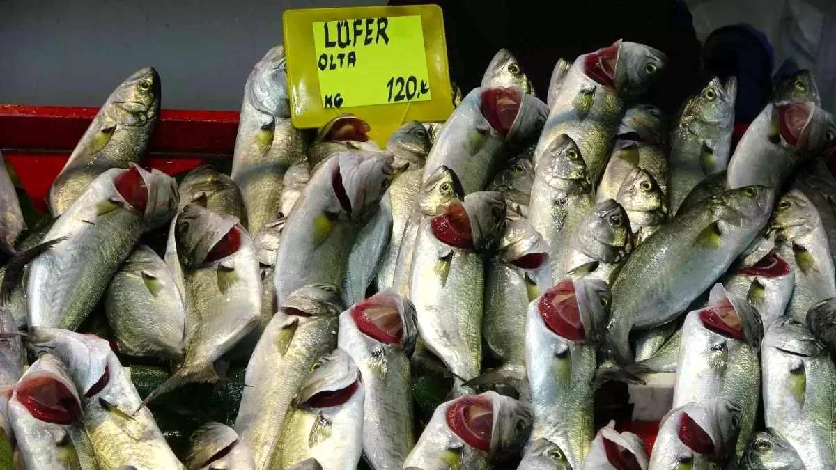 Çanakkale\'de lüferin fiyatı arttı