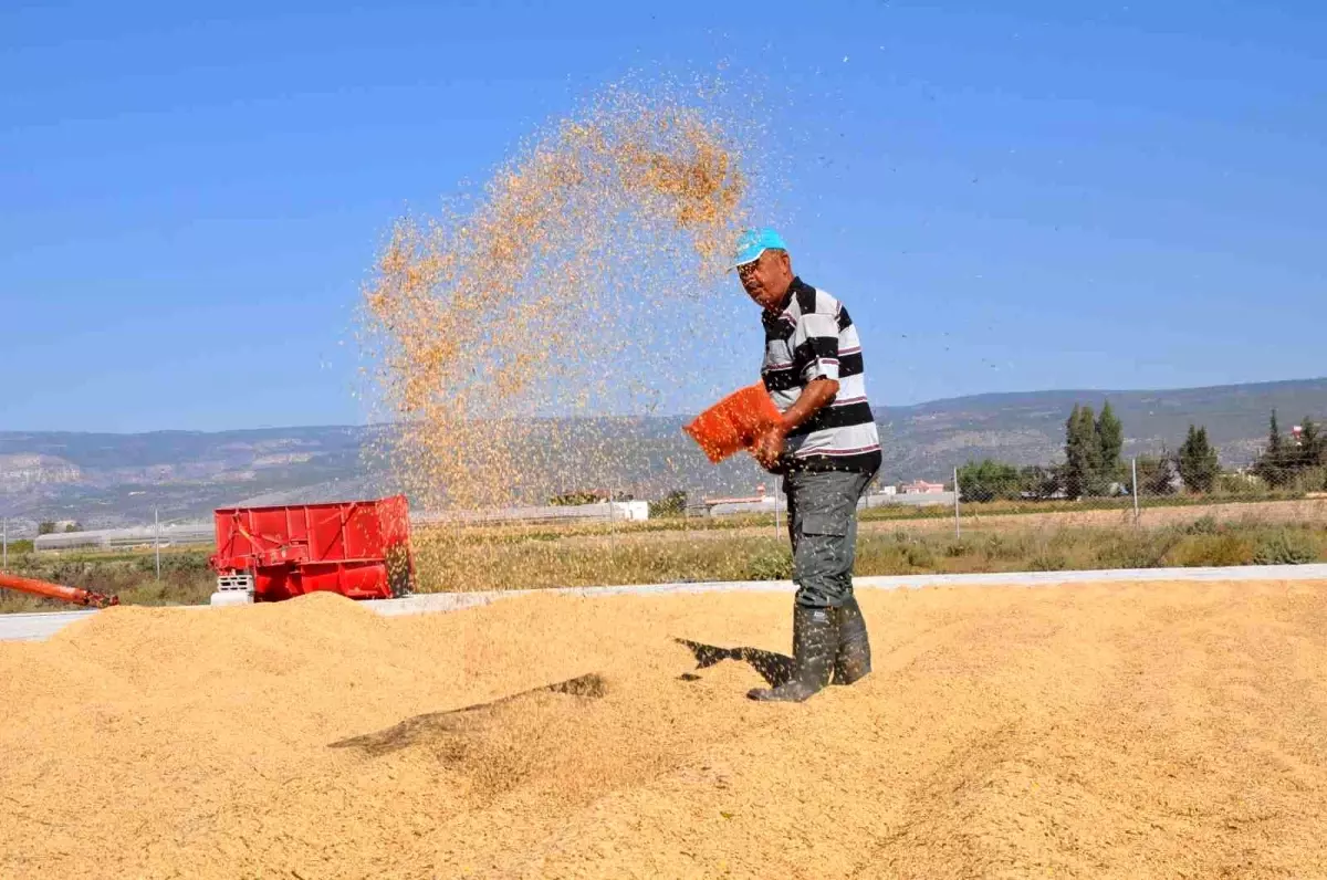 Tarlada 4, market rafında 25 lira! Çeltik üreticisi fiyatlardan dolayı bir hayli üzgün