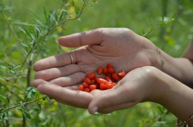 Arkadaş tavsiyesiyle ektiği 'gojy berry' meyvesini, kilosu 100 liradan Avrupa'ya ihraç ediyor