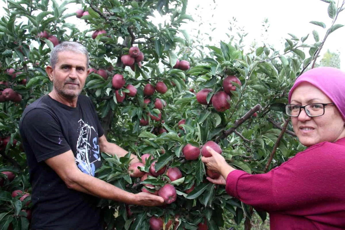 Emekli astsubay kurduğu hobi bahçesinde organik elma yetiştiriyor