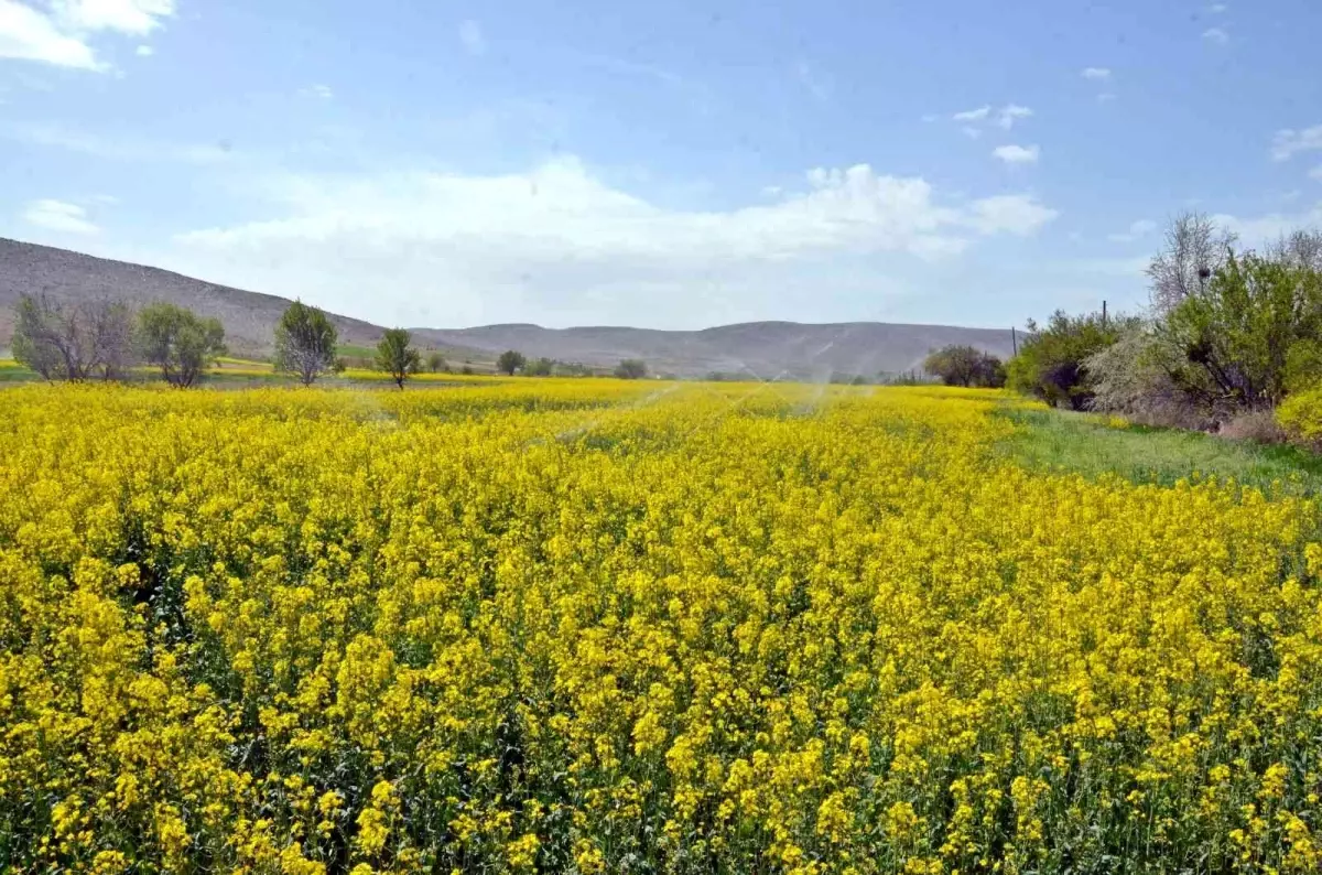 Günyüzü\'de çiftçiler alternatif ürün olarak \'Kanola\' ekmeye başladı