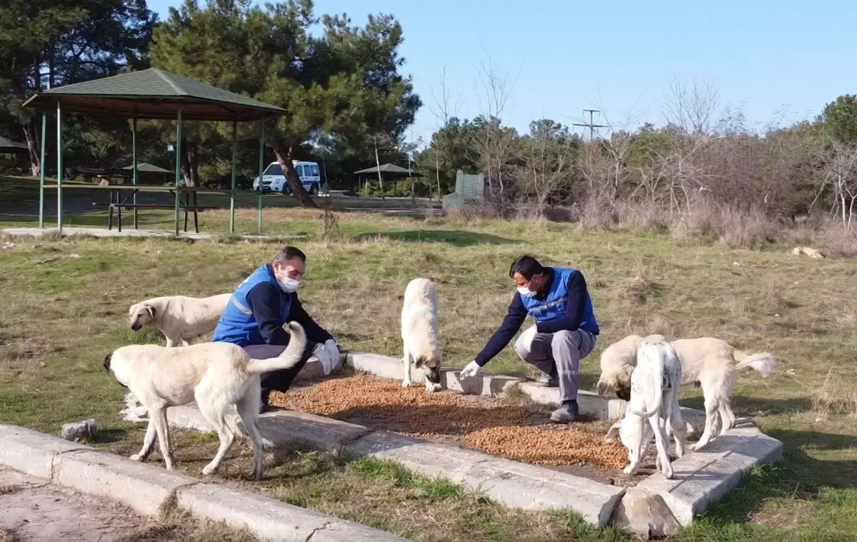 Hayrabolu Belediyesi sokak hayvanları için besleme noktalarına mama bıraktı