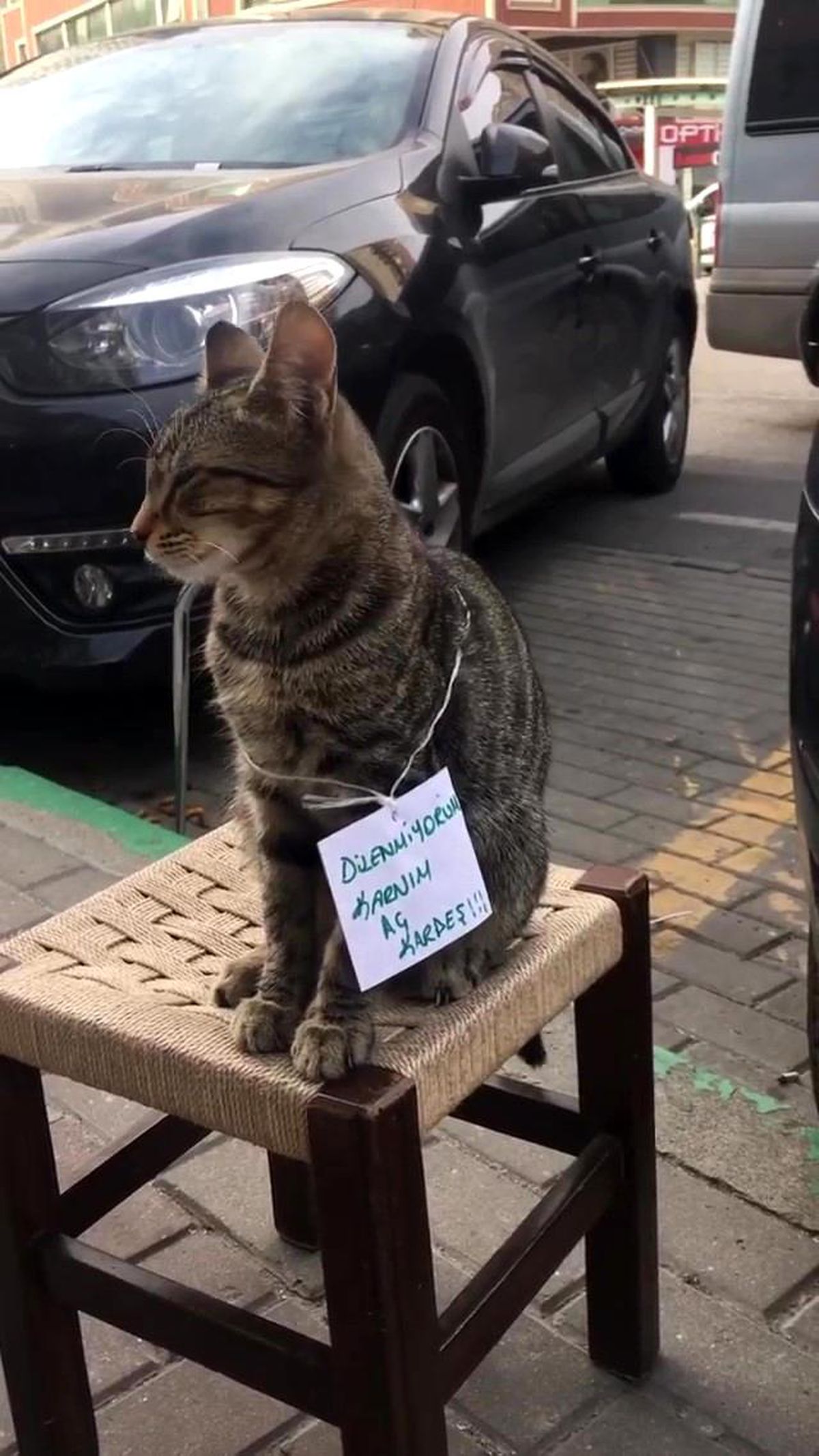 Karnı aç kedi farklı bir yöntem denedi