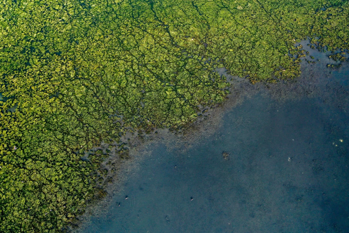 Kirlilikten beslenen deniz marulu, İzmir Körfezi\'nde yayılıyor