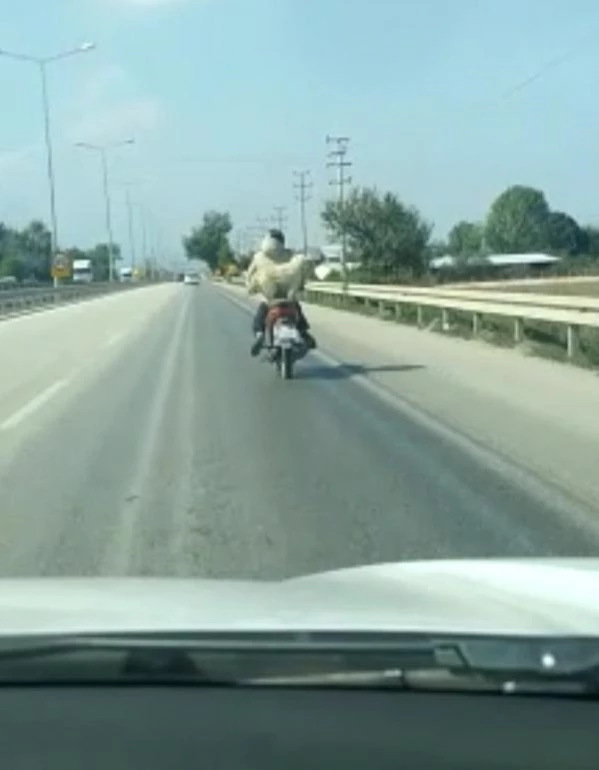 Motosiklet sürücüsünün köpeği ile tehlikeli yolculuğu