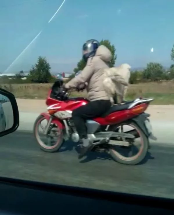 Motosiklet sürücüsünün köpeği ile tehlikeli yolculuğu