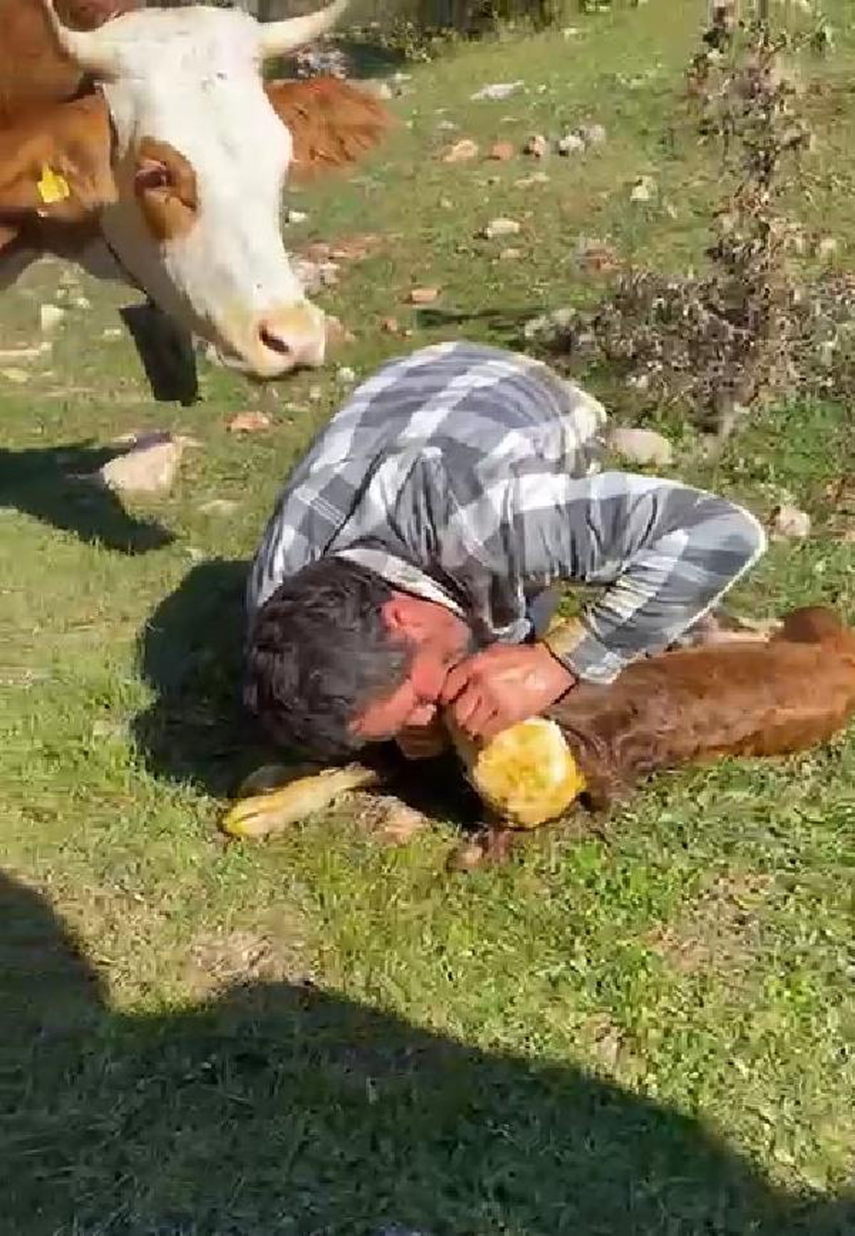 Revived a breathless calf with CPR