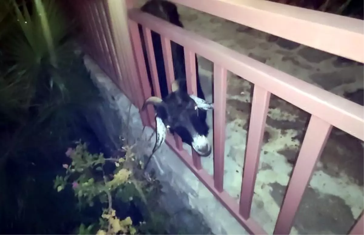 Son dakika haberi! Terastaki korkuluklara başını sıkıştıran keçi itfaiyenin uzun uğraşları sonucu kurtarıldı