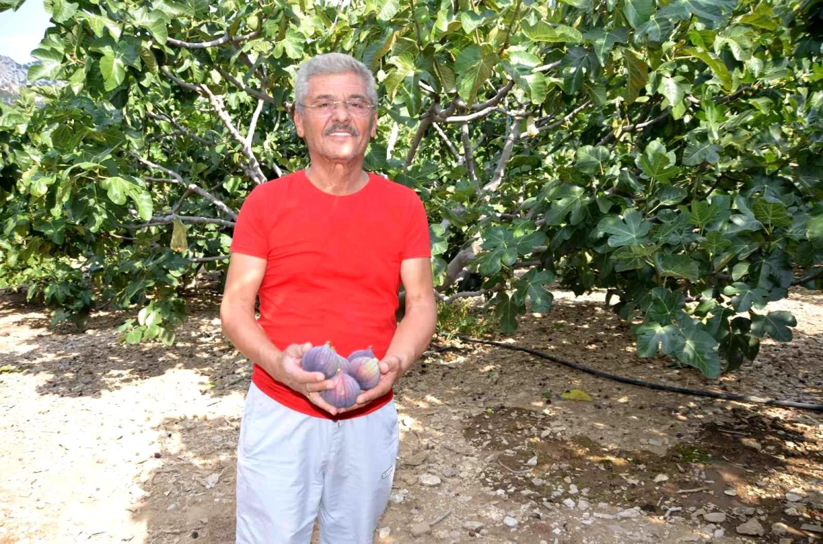 Torosların yüksek kesimlerinde incirde hasat sezonu sona erdi