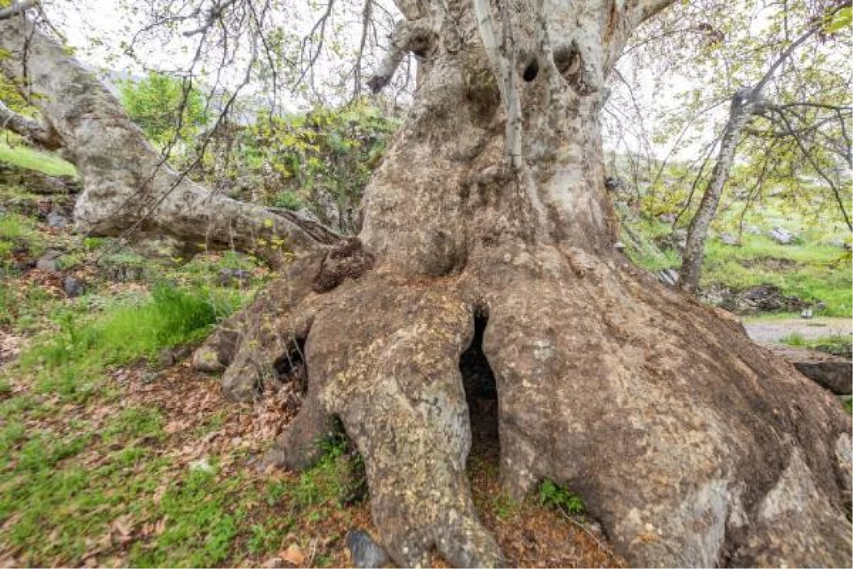 Tunceli\'de \'Doğu çınarı\' anıt ağaç olarak tescil edildi