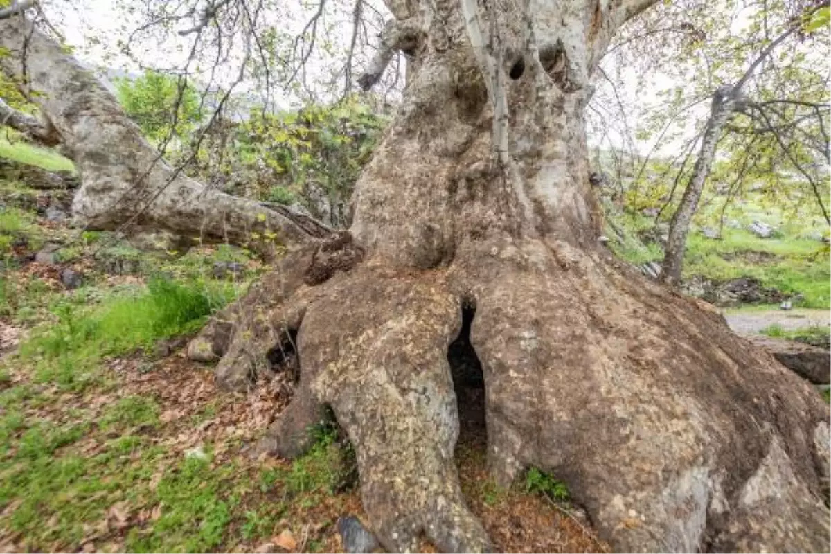 Tunceli\'de \'Doğu çınarı\' anıt ağaç olarak tescil edildi