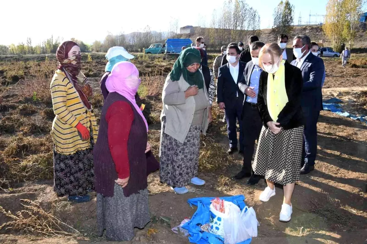 Vali Taşbilek Köse\'de kuru fasulye hasadına katıldı