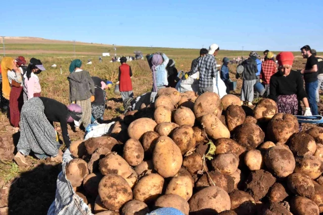 Ahlat patatesinden 450 milyon TL gelir
