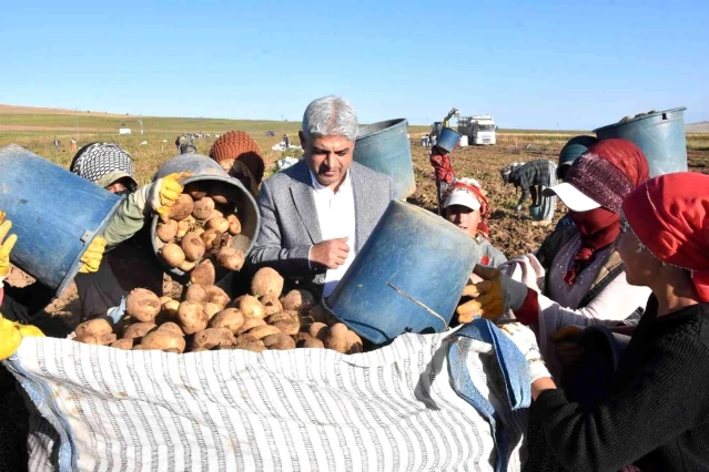 Ahlat patatesinden 450 milyon TL gelir