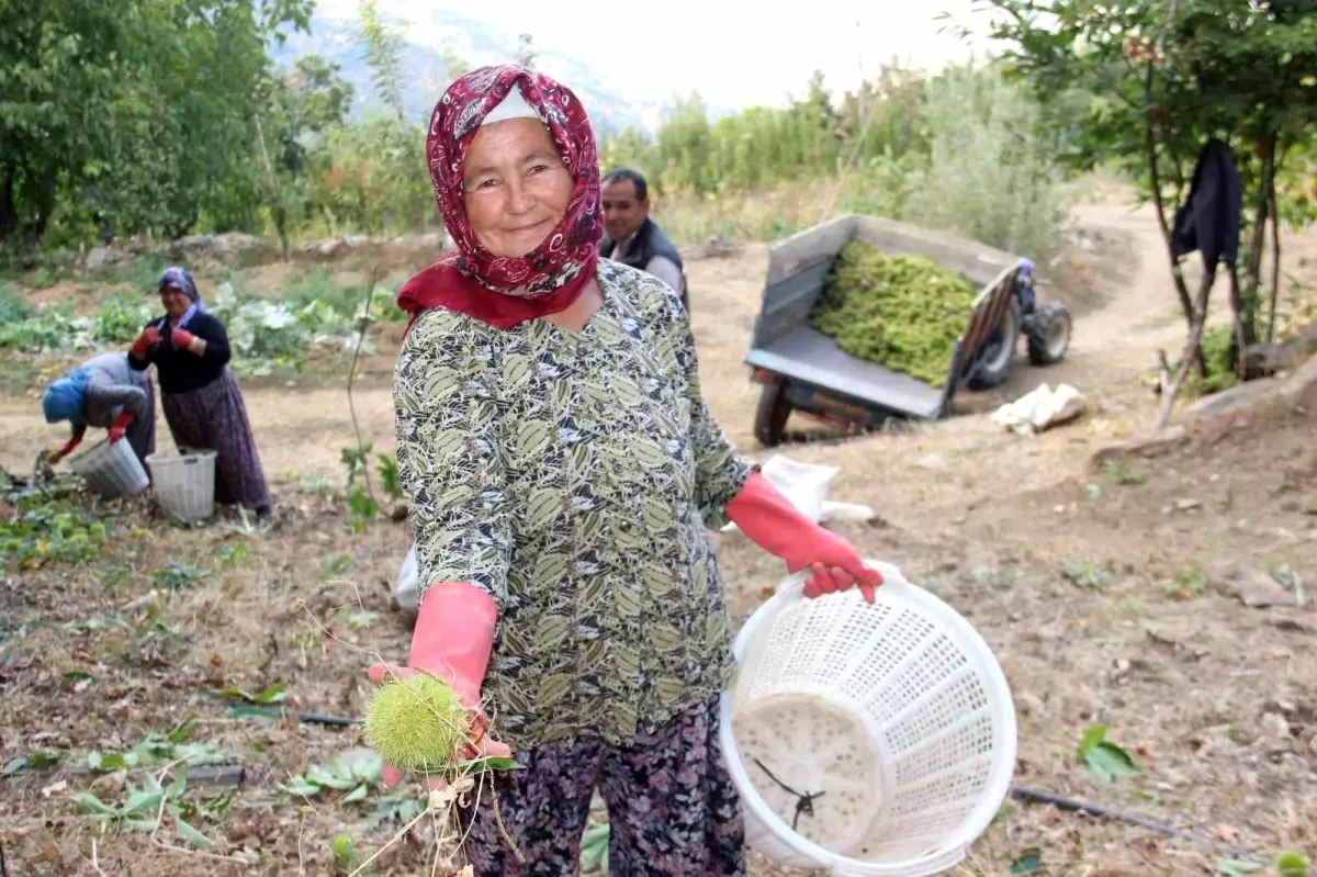 Kestane hasadı başladı