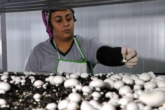 10 milyon lira sermayeyle mantar üretim tesisi kurdu! Masraflar hariç aylık 650 bin lira kazanıyor