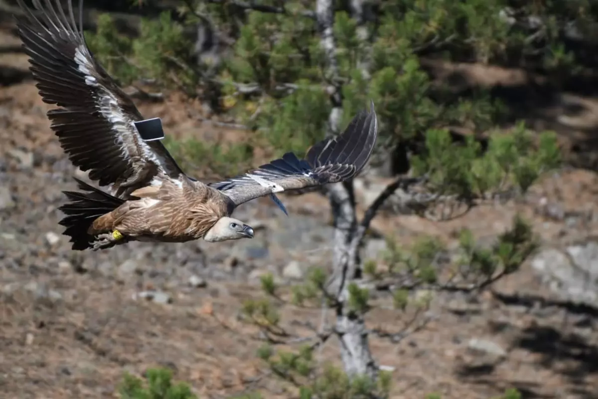 İsrail\'de halkalanan kızıl akbaba Afyonkarahisar\'da fotoğraflandı