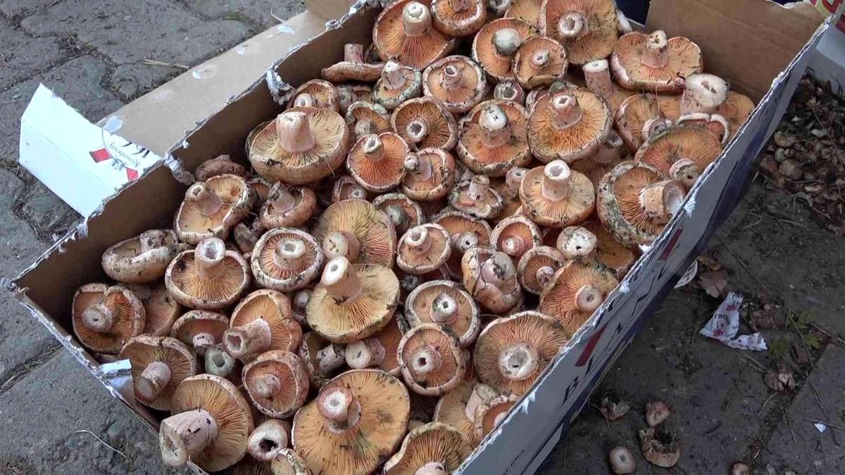 Kasaplarda işlerin durmasına yol açan mantarın fiyatı 15 TL\'ye düştü